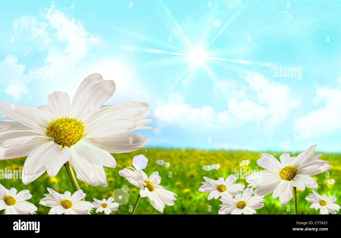 Large shasta daisies in field with clouds and sky Stock Photo Alamy