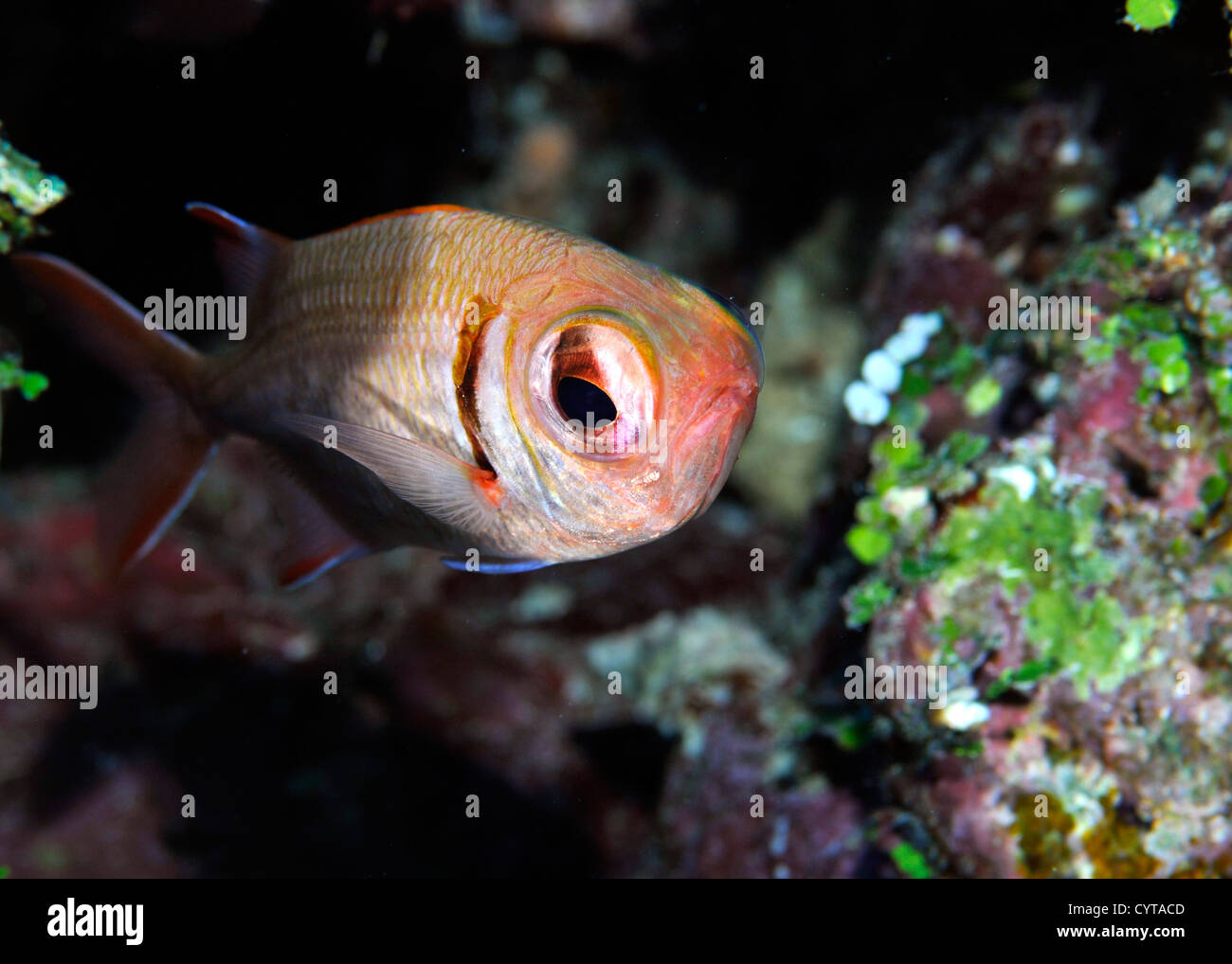 Epaulette soldierfish, Myripristis kuntee, Pohnpei, Federated States of Micronesia Stock Photo