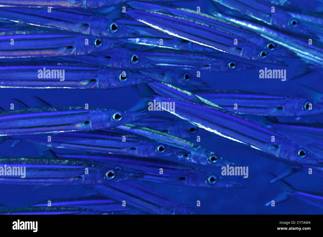 Sphyraena barracuda camouflage fish hi-res stock photography and images -  Alamy
