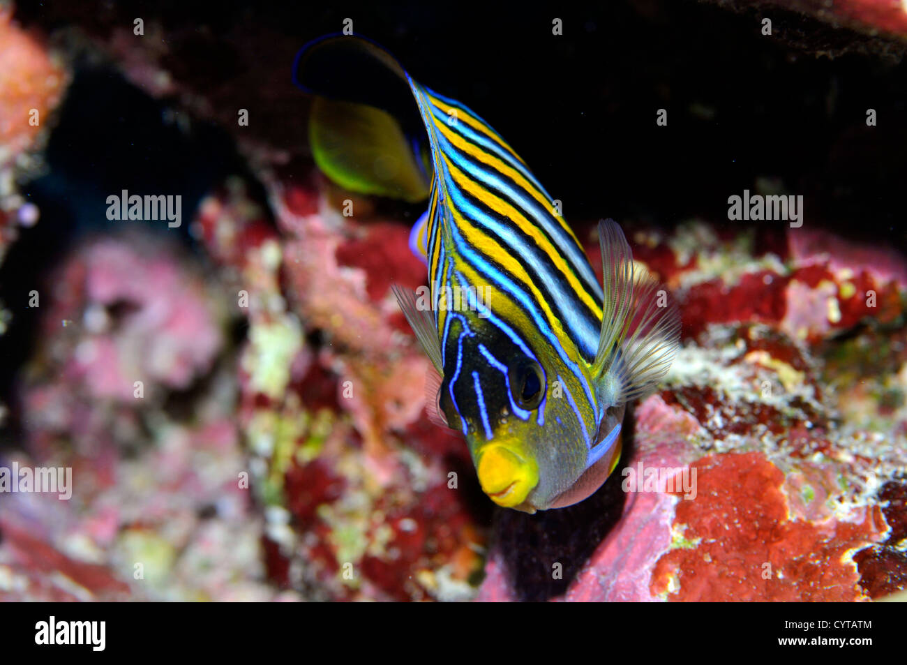 Regal angelfish, Pygoplites diacanthus, Pohnpei, Federated States of Micronesia Stock Photo
