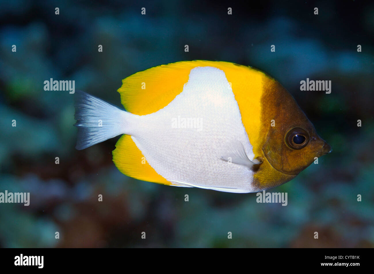 Yellow pyramid butterflyfish, Hemitaurichthys polylepis, Pohnpei