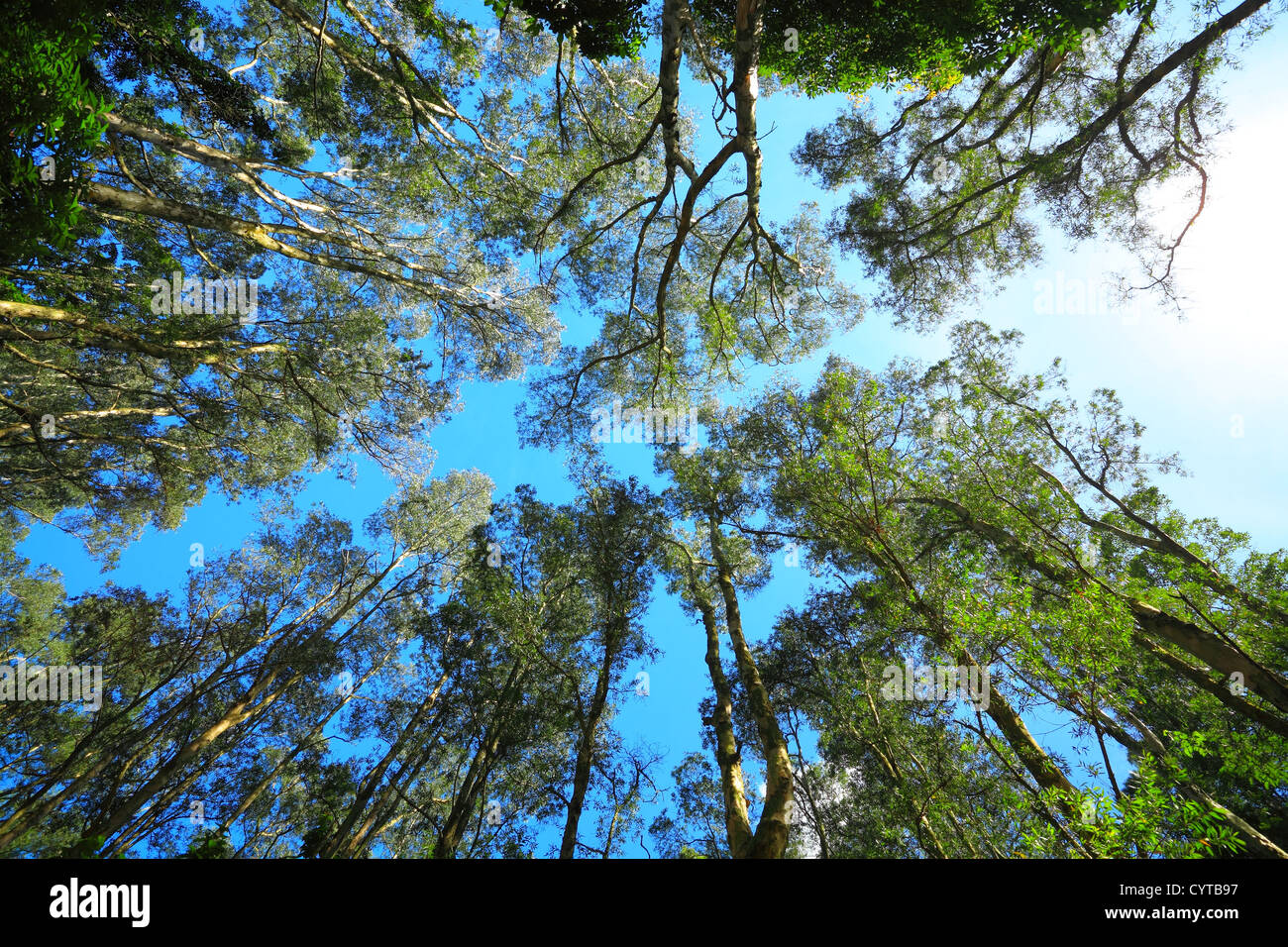 Tree canopy Stock Photo