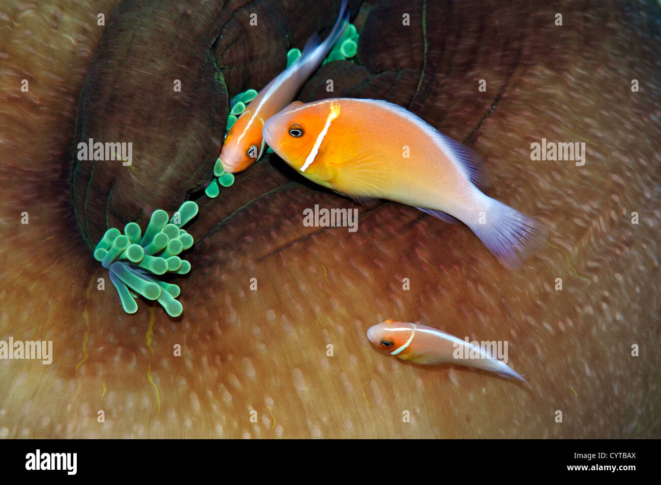 Three pink anemonefish, Amphiprion perideraion, share the same host anemone, Pohnpei, Federated States of Micronesia Stock Photo