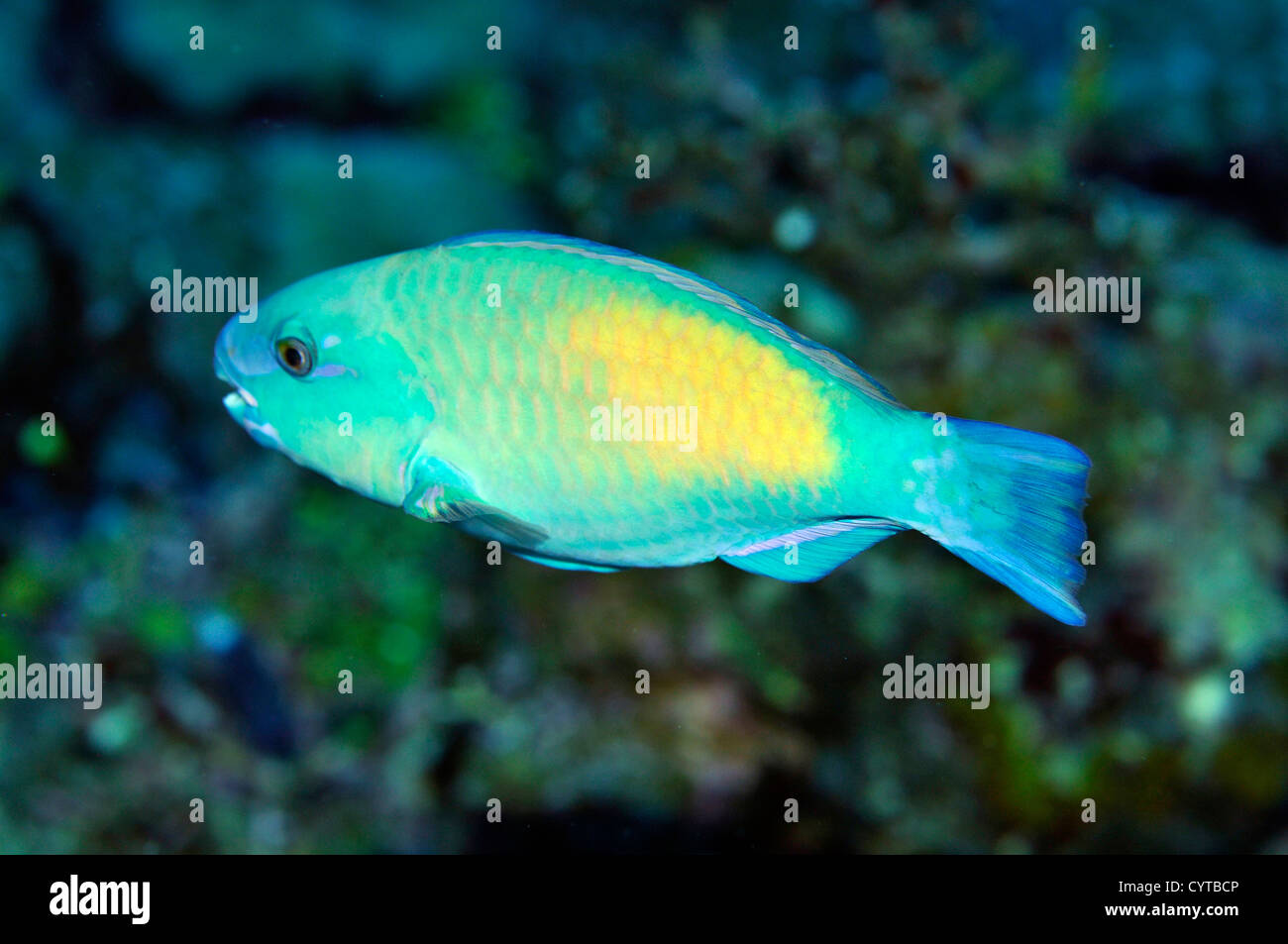 Parrotfish, Scarus sp., Pohnpei, Federated States of Micronesia Stock Photo