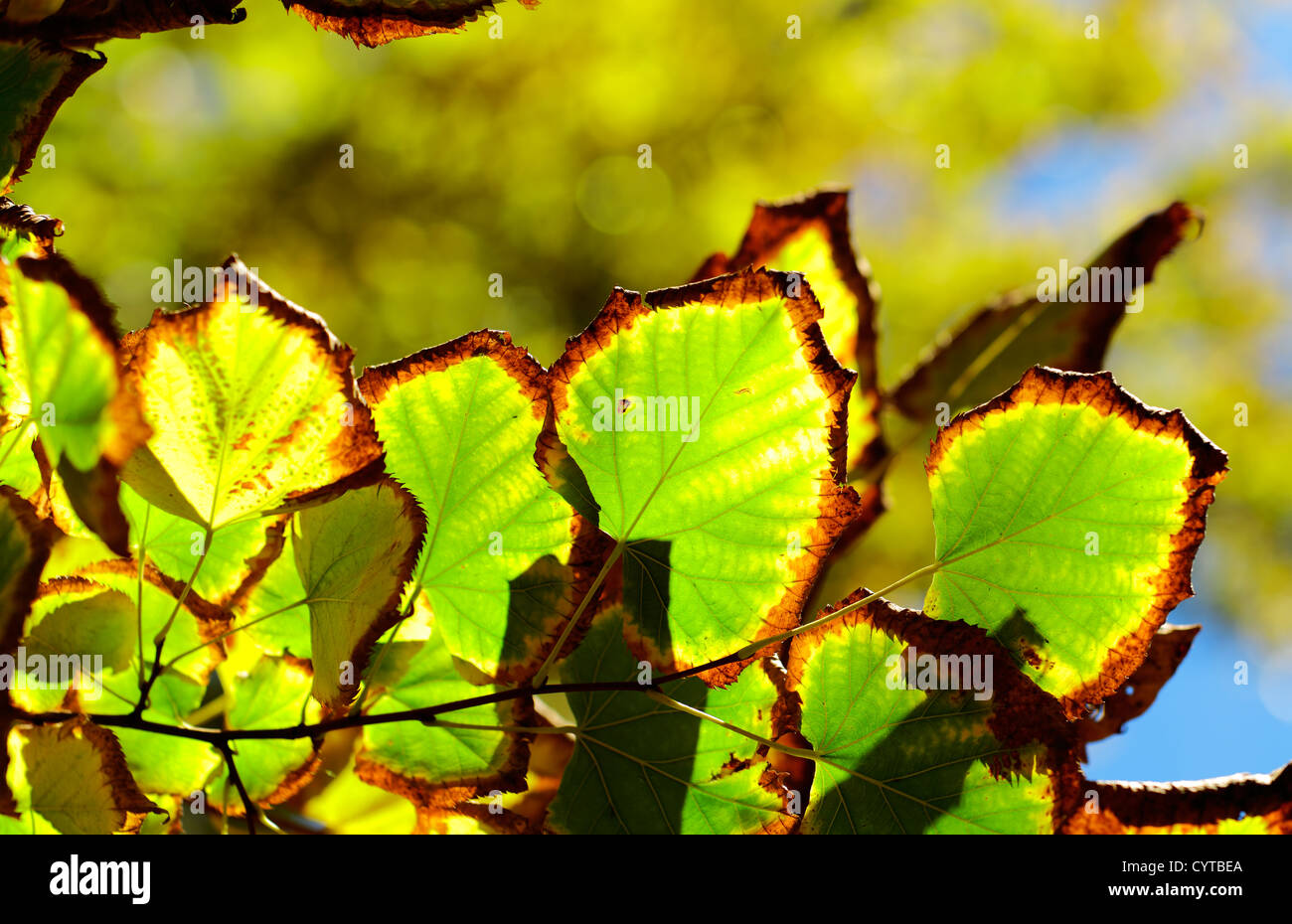 autumn leaves expressing the passage of time and the melancholy Stock Photo