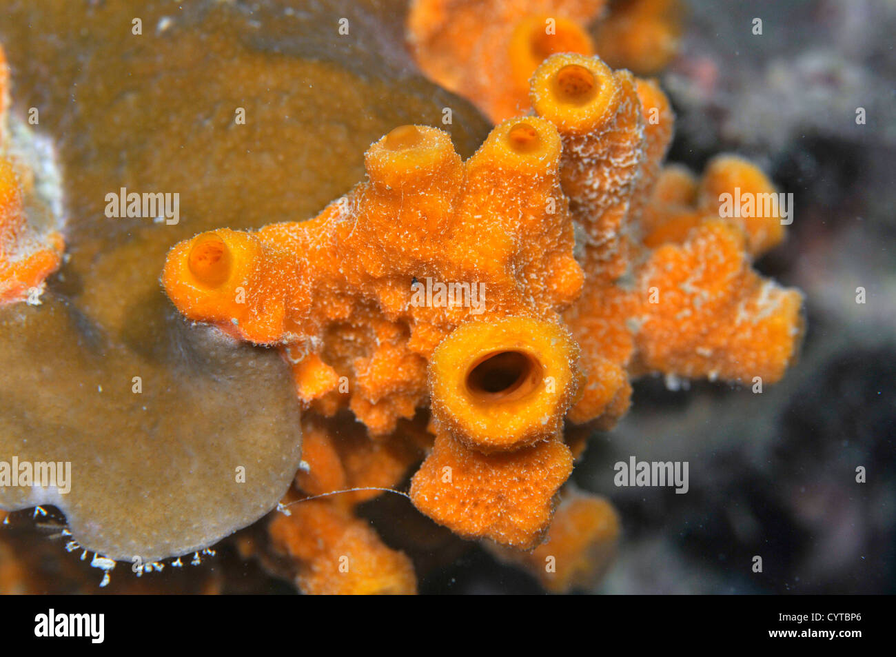 Yellow sponge, Stylotella aurantium, Pohnpei, Federated States of Micronesia Stock Photo Alamy