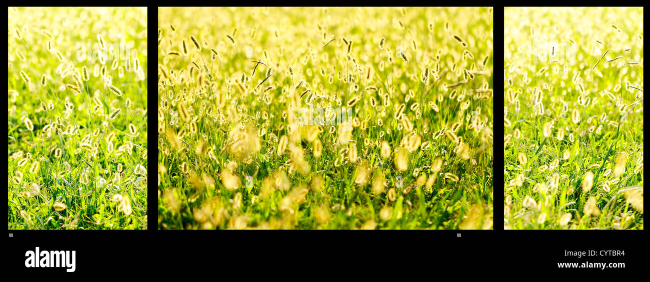 pasture fields inspire relaxation Stock Photo