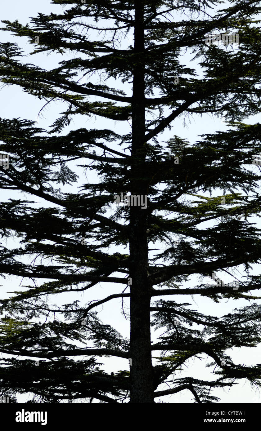 Tree silhouette, Cedar Valley Stock Photo