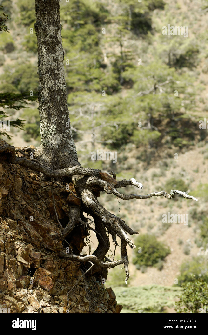 Exposed tree roots, Cedar Valley Stock Photo