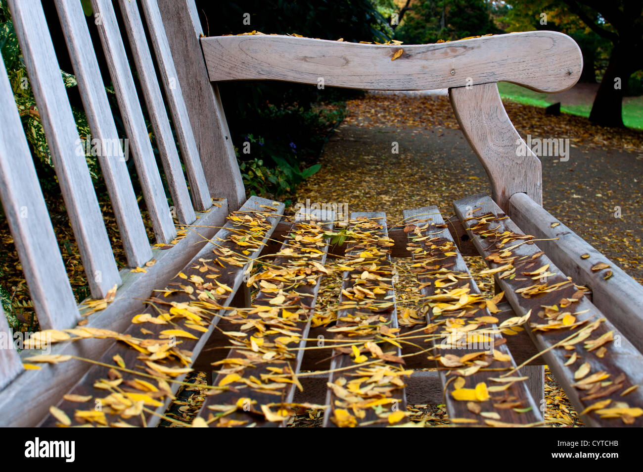 Autumn leaves on a park bench Stock Photo - Alamy