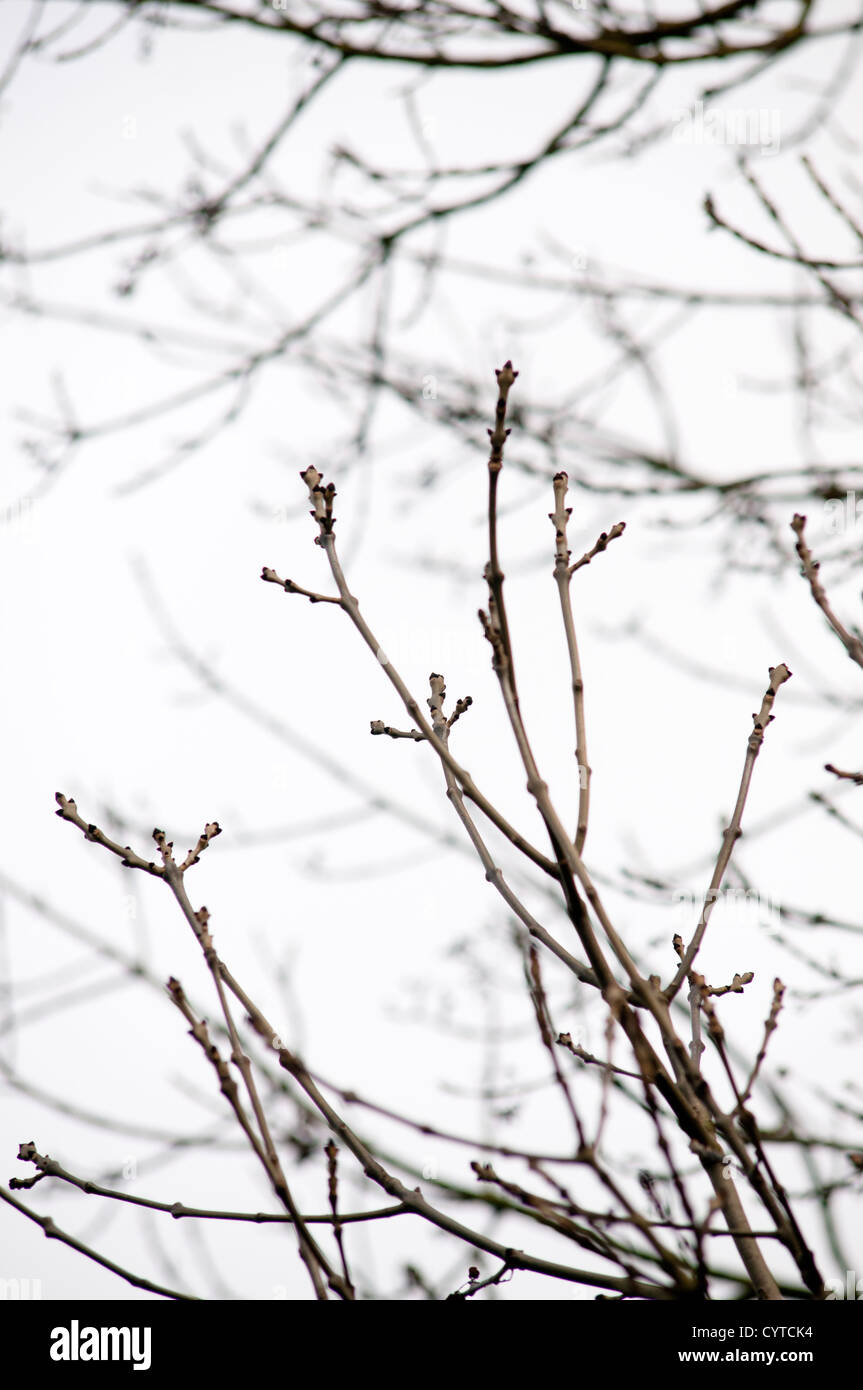 FRAXINUS EXCELSIOR GROWTH BUDS Stock Photo