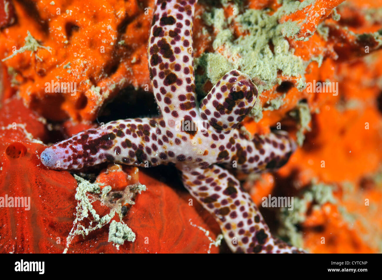 Sea star, Linckia multifora, Pohnpei, Federated States of Micronesia Stock Photo