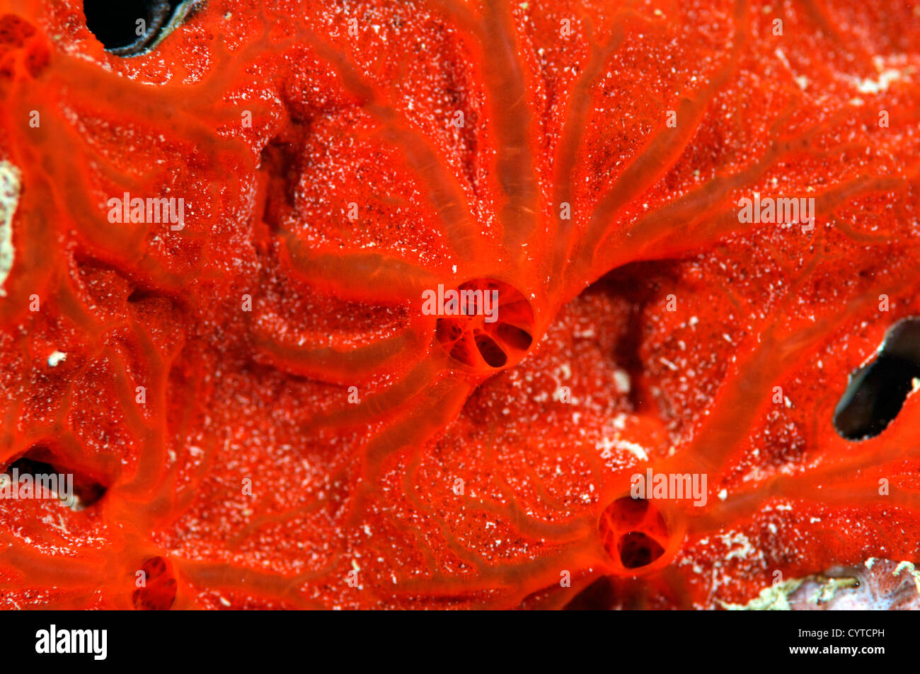 Red encrusting sponge, Clathria sp., Pohnpei, Federated States of Micronesia Stock Photo