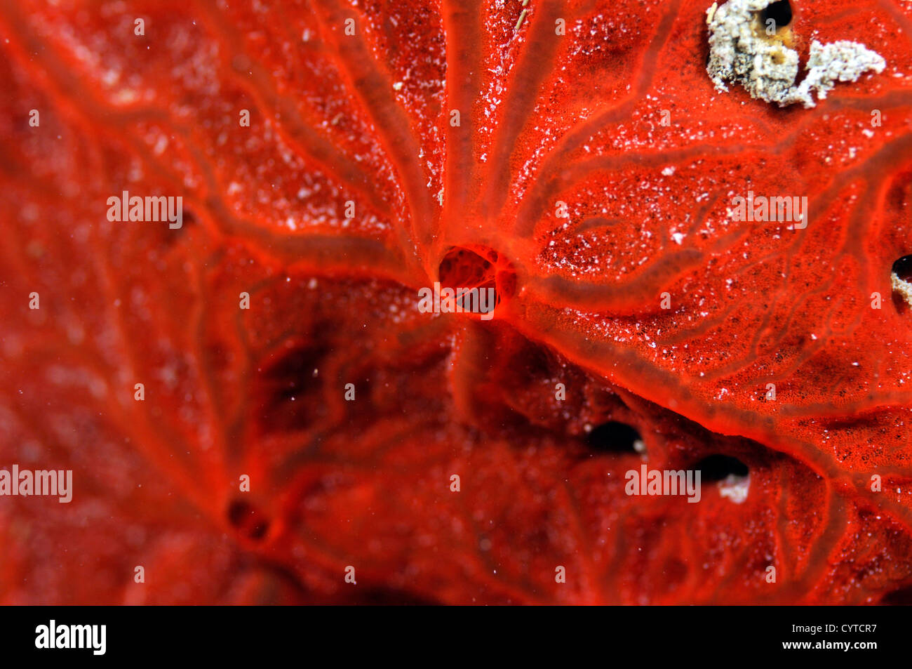 Red encrusting sponge, Clathria sp., Pohnpei, Federated States of Micronesia Stock Photo