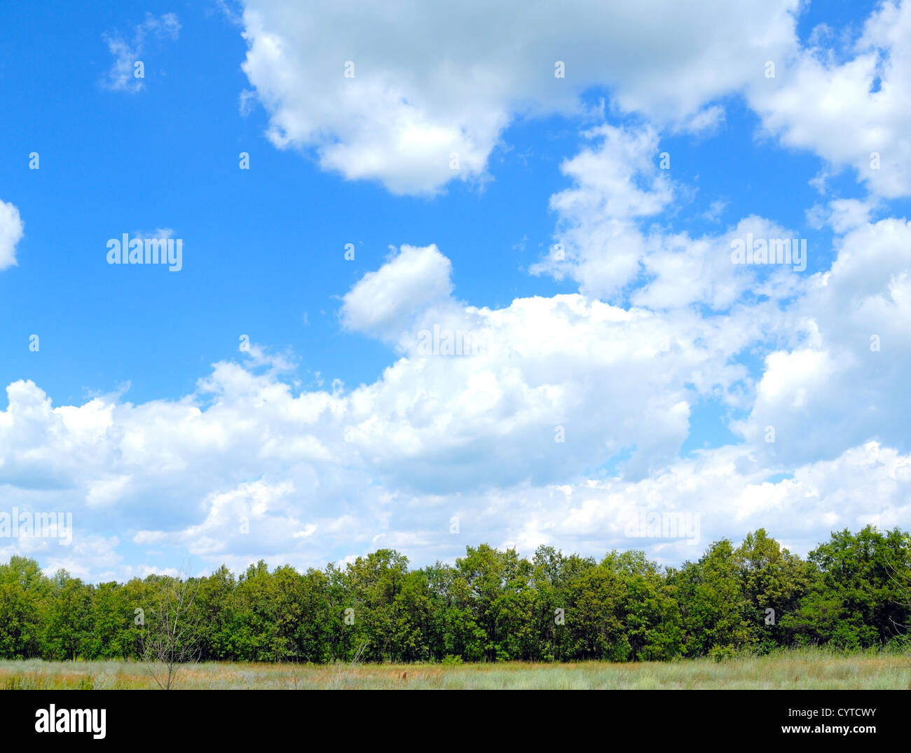 Trees in the field against the blue sky with clouds Stock Photo - Alamy