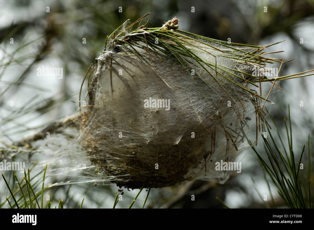 Web nest in a pine tree, Cedar Valley Stock Photo