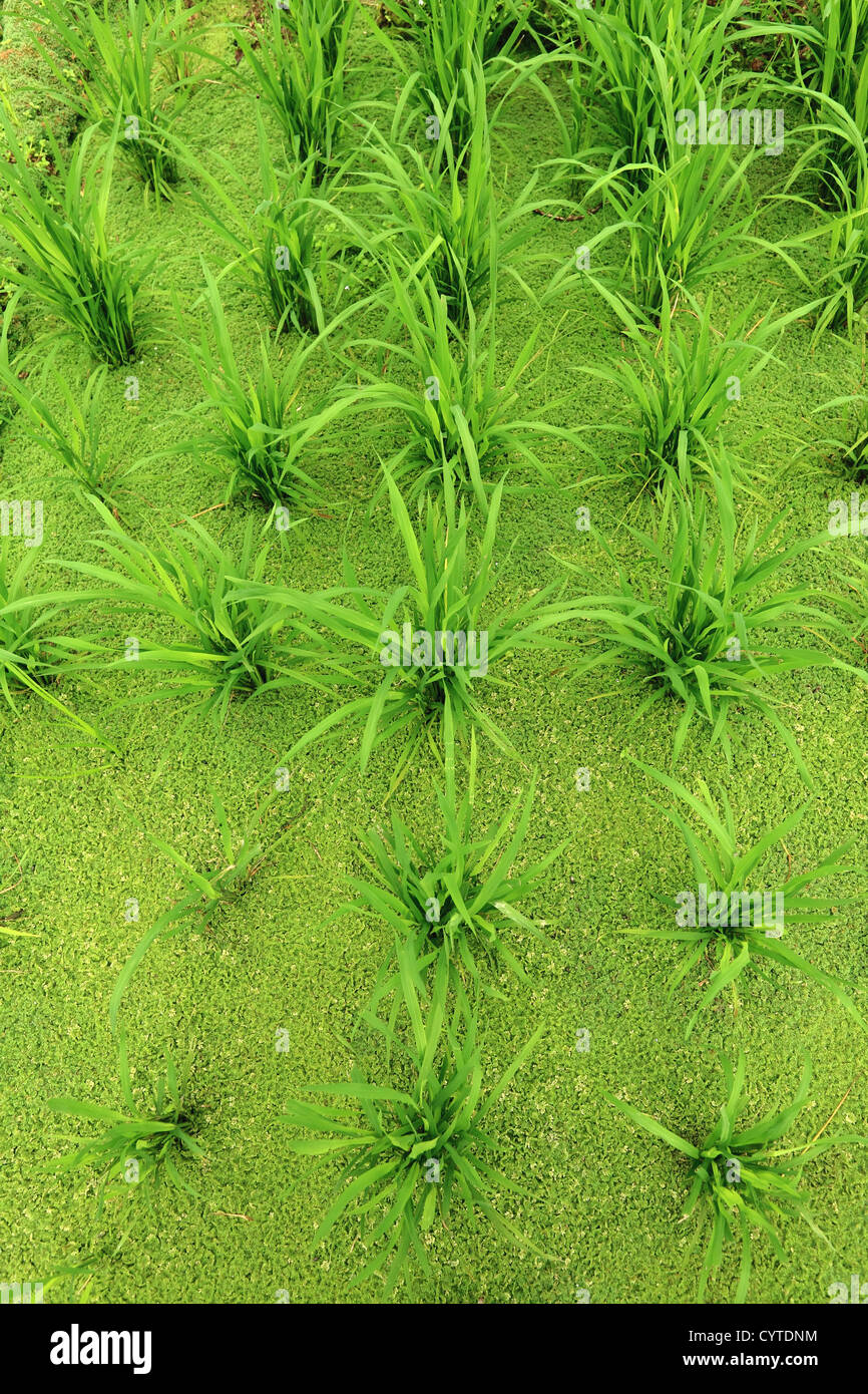 Natural rice field hi-res stock photography and images - Alamy