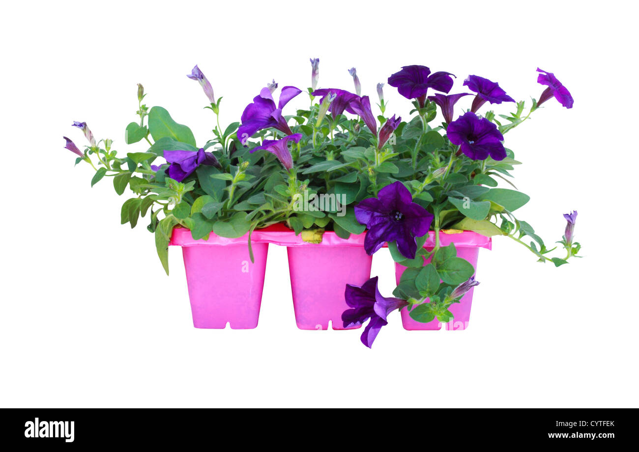 Purple petunia isolated on a white background Stock Photo - Alamy