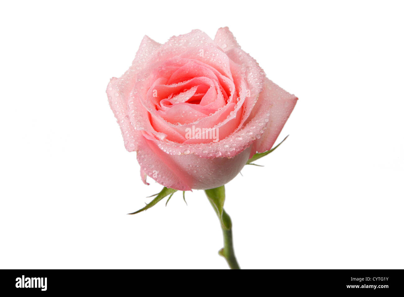 White rose isolate on hi-res stock photography and images - Alamy