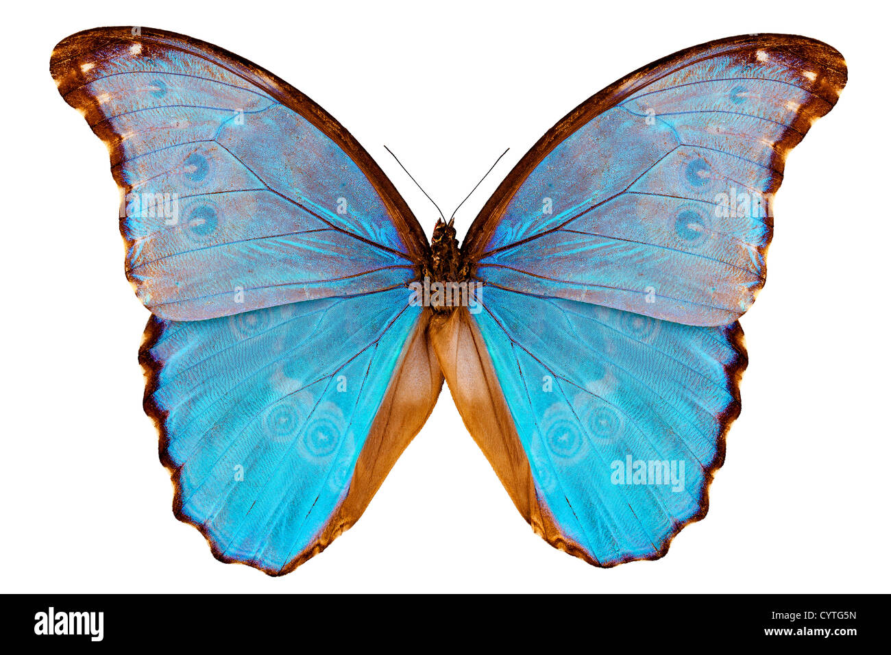 Butterfly species Morpho godarti assarpai isolated on white background Stock Photo
