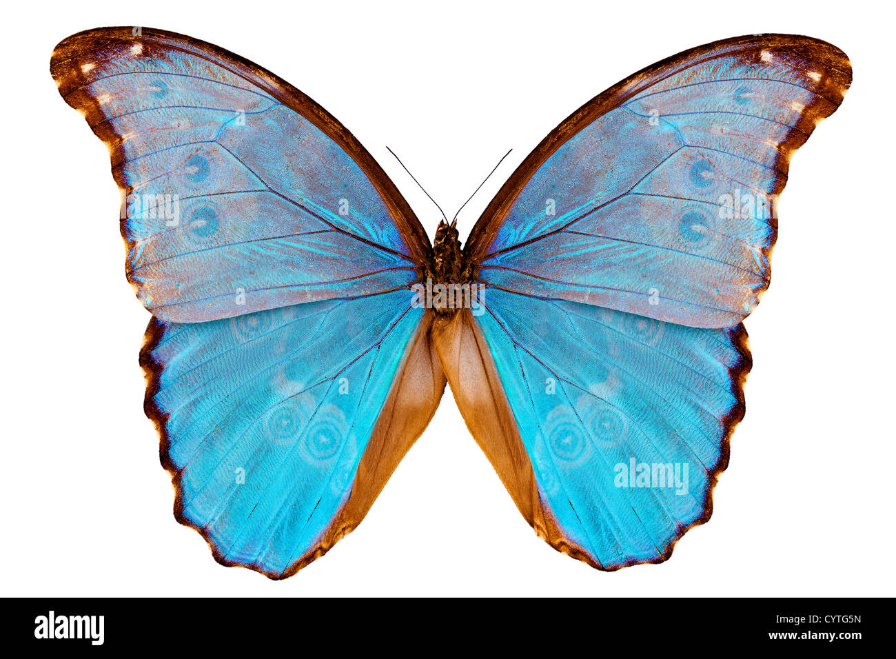 Butterfly species Morpho godarti assarpai isolated on white background
