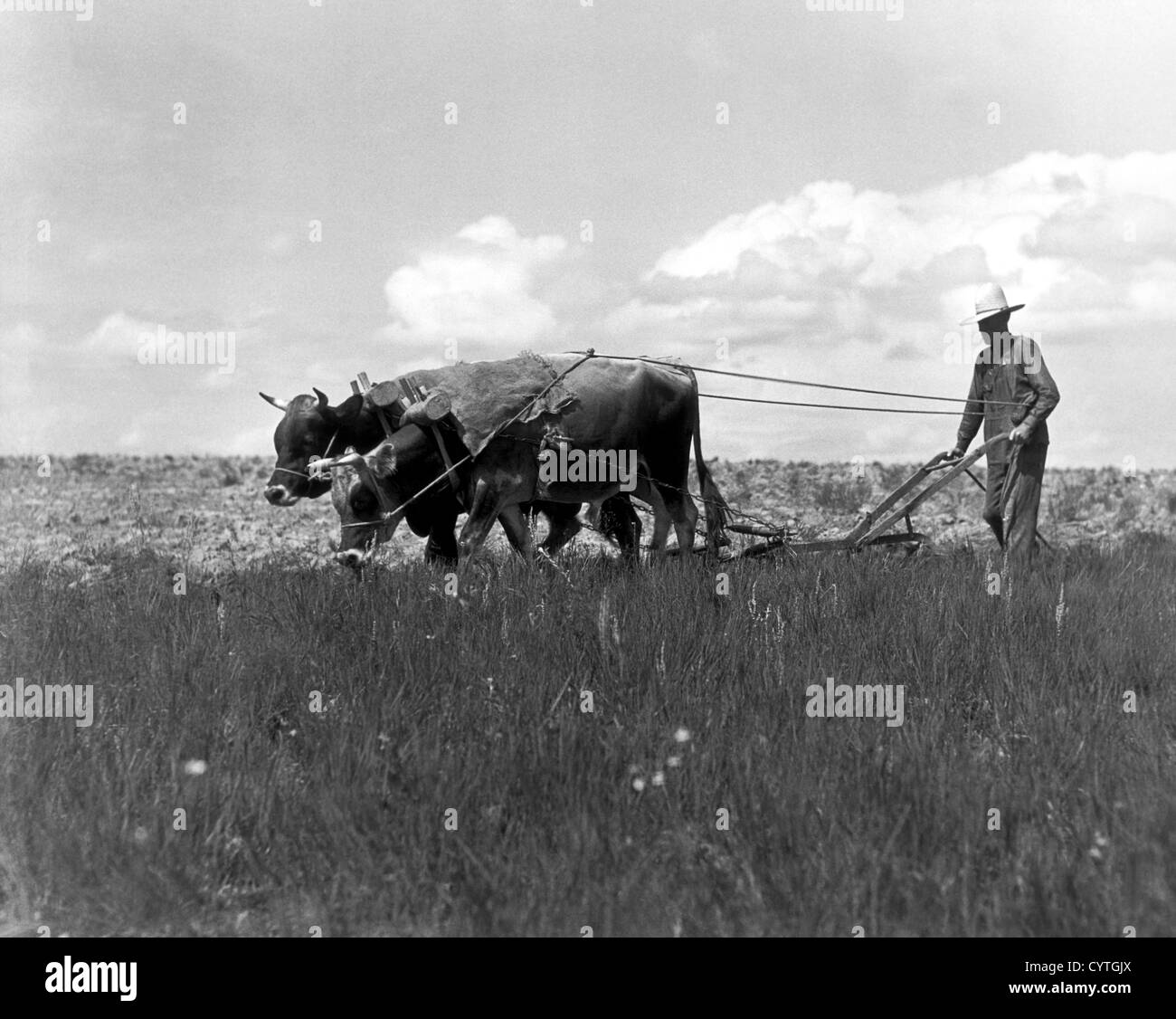 Farmer steering plow pulled by two bulls Stock Photo