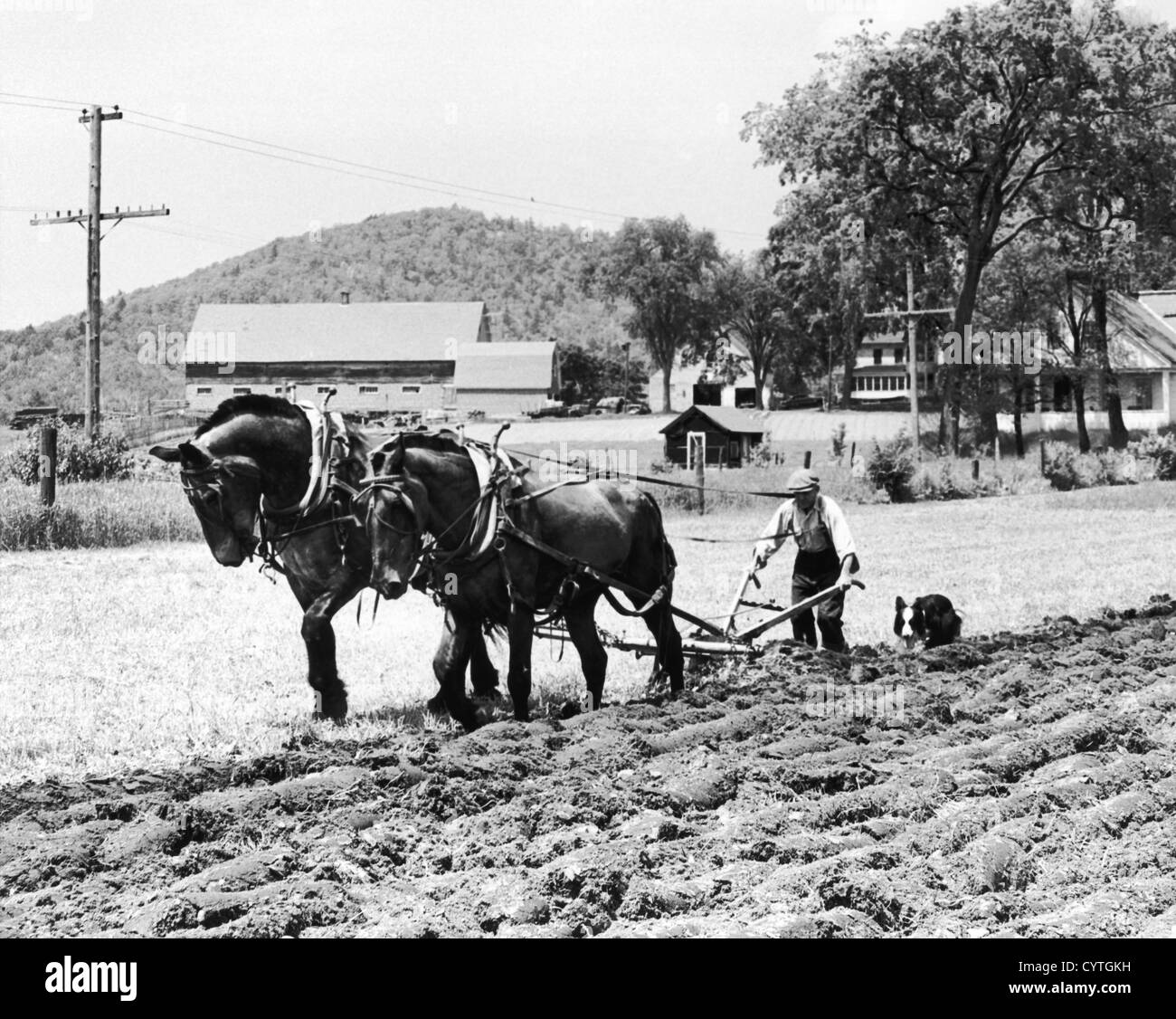 Farmer steering plow pulled by two horses Stock Photo