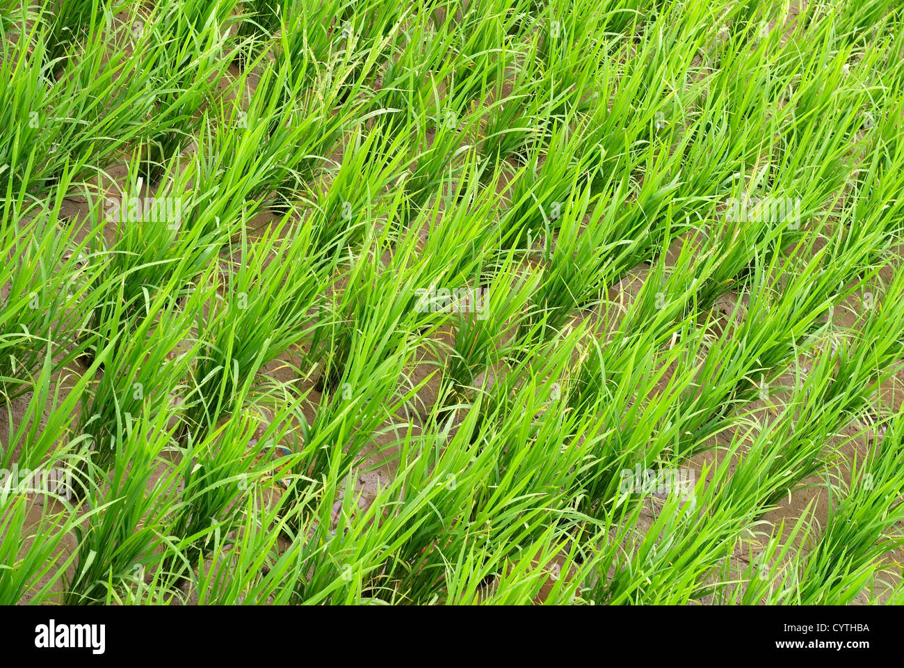 It is a green new rice land background Stock Photo - Alamy