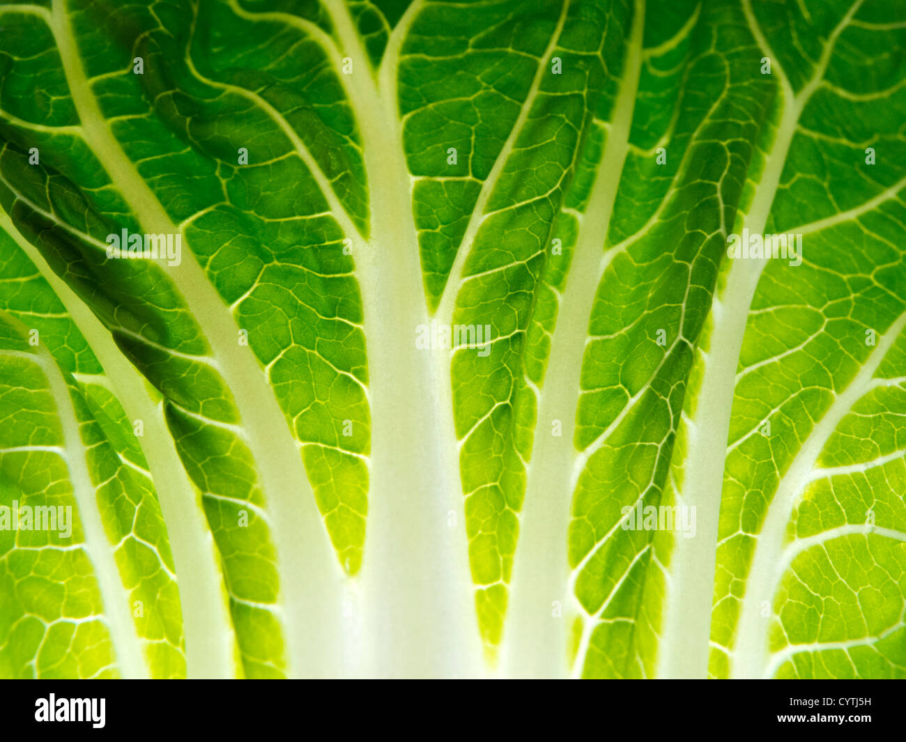 closeup of lettuce veins Stock Photo Alamy