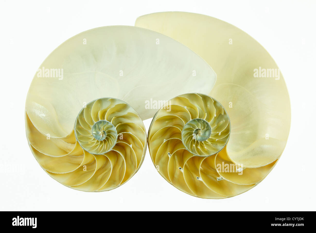 Two halved Nautilus shell, (Nautilus pompilius) Stock Photo