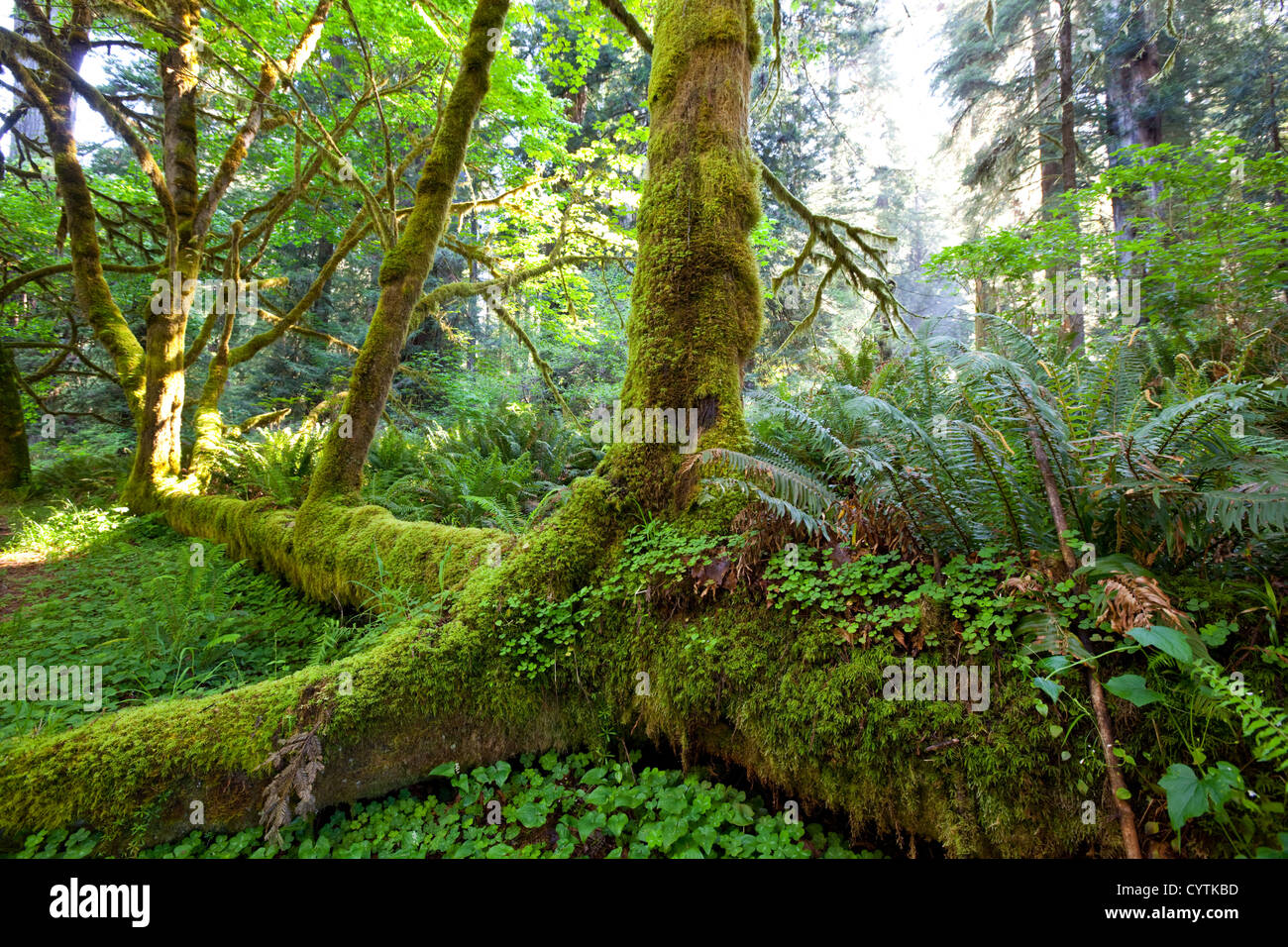 Rain forest hi-res stock photography and images - Alamy