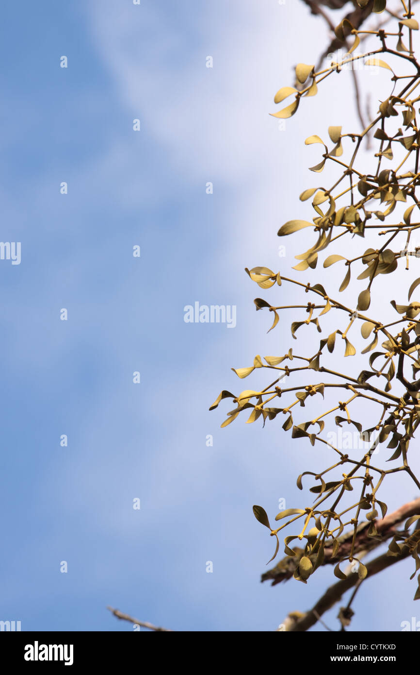 Close-up of a bunch of mistletoe (Viscum album),  on a clear blue sky background Stock Photo