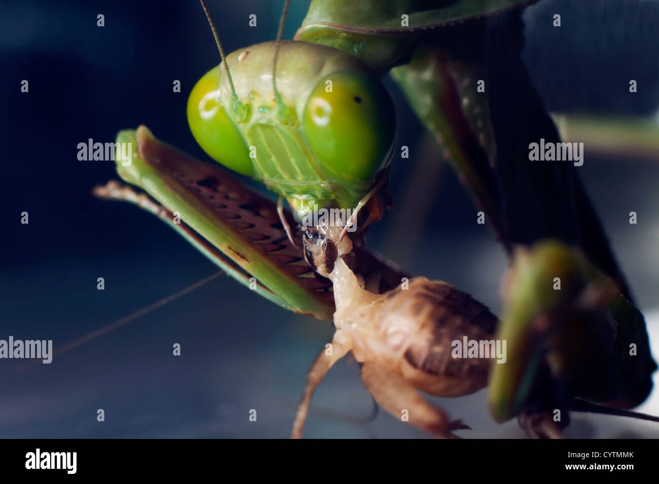 A macro shot of an Australian Praying Mantis eating a cricket Stock Photo