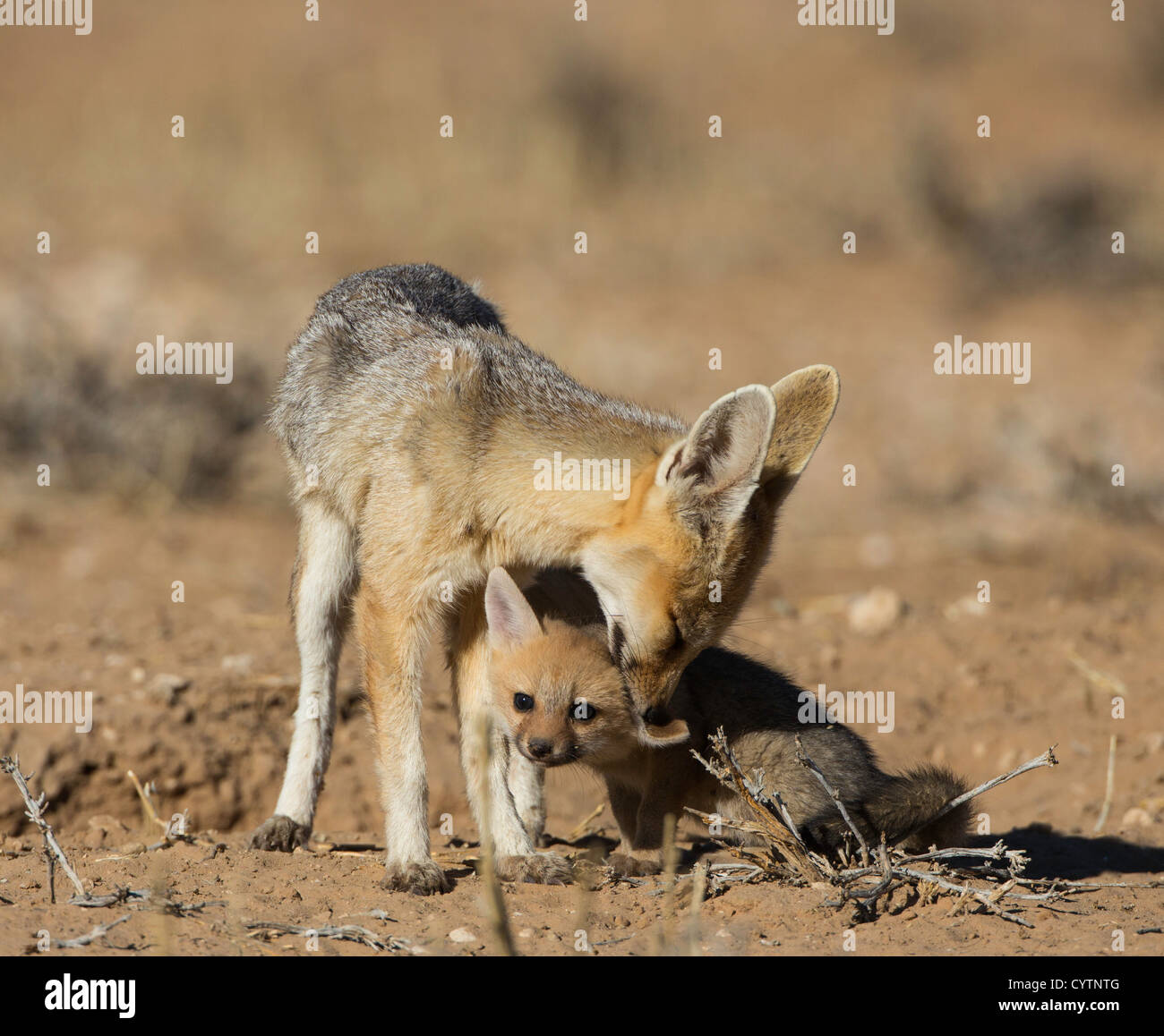 cape fox grooming baby Stock Photo