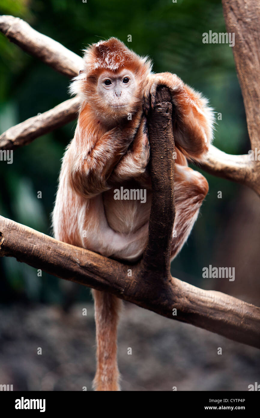 Cute Indonesian endangered Ebony Langur monkey ape sitting on tree branch. Stock Photo