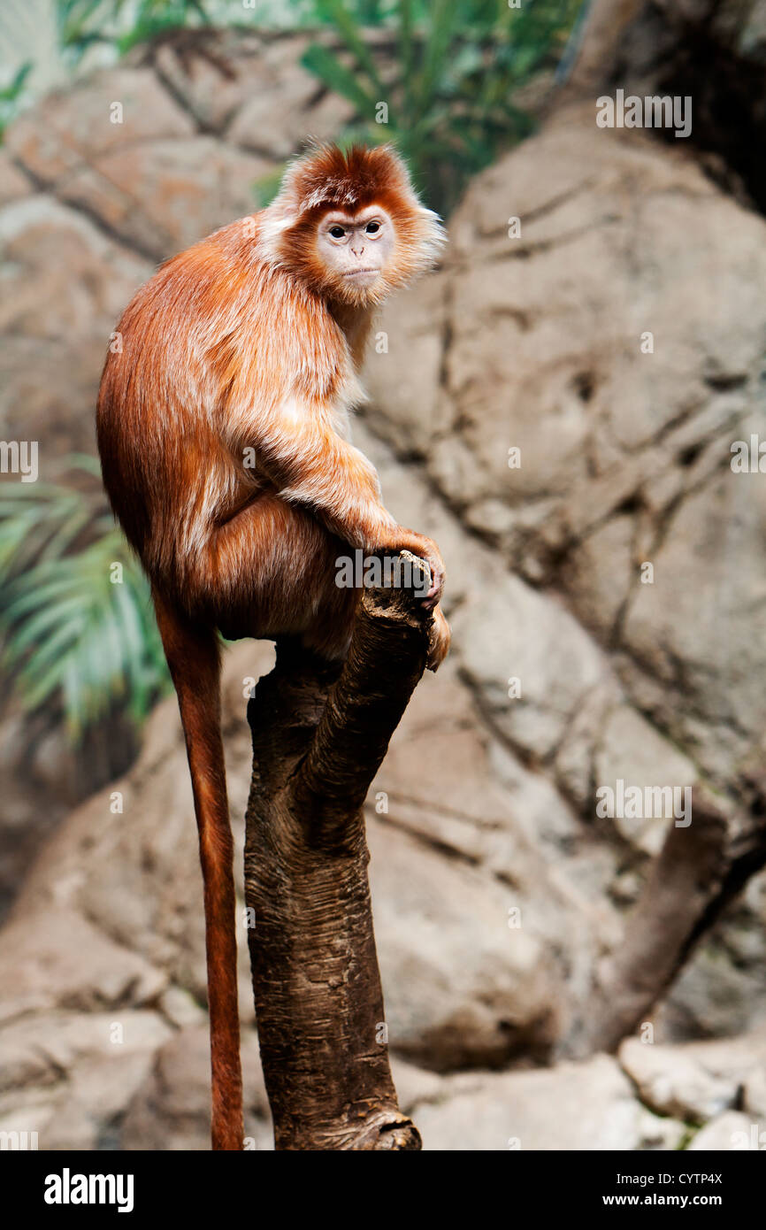 Cute Indonesian endangered Ebony Langur monkey ape sitting on tree branch. Stock Photo