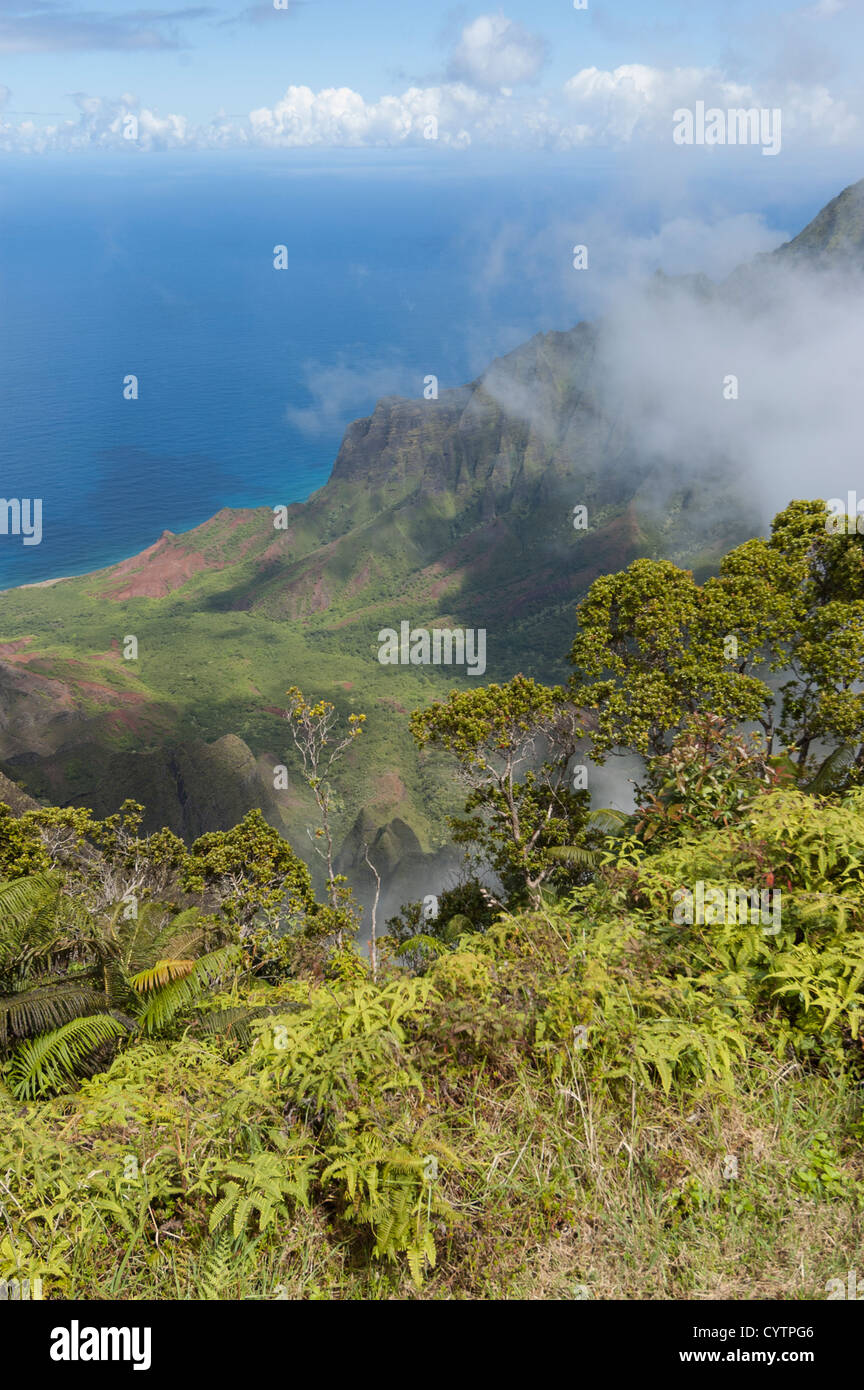 Elk2847480v Hawaii, Kauai, Kokee State Park, Kalalau Overlook, Na Pali coast landscape Stock
