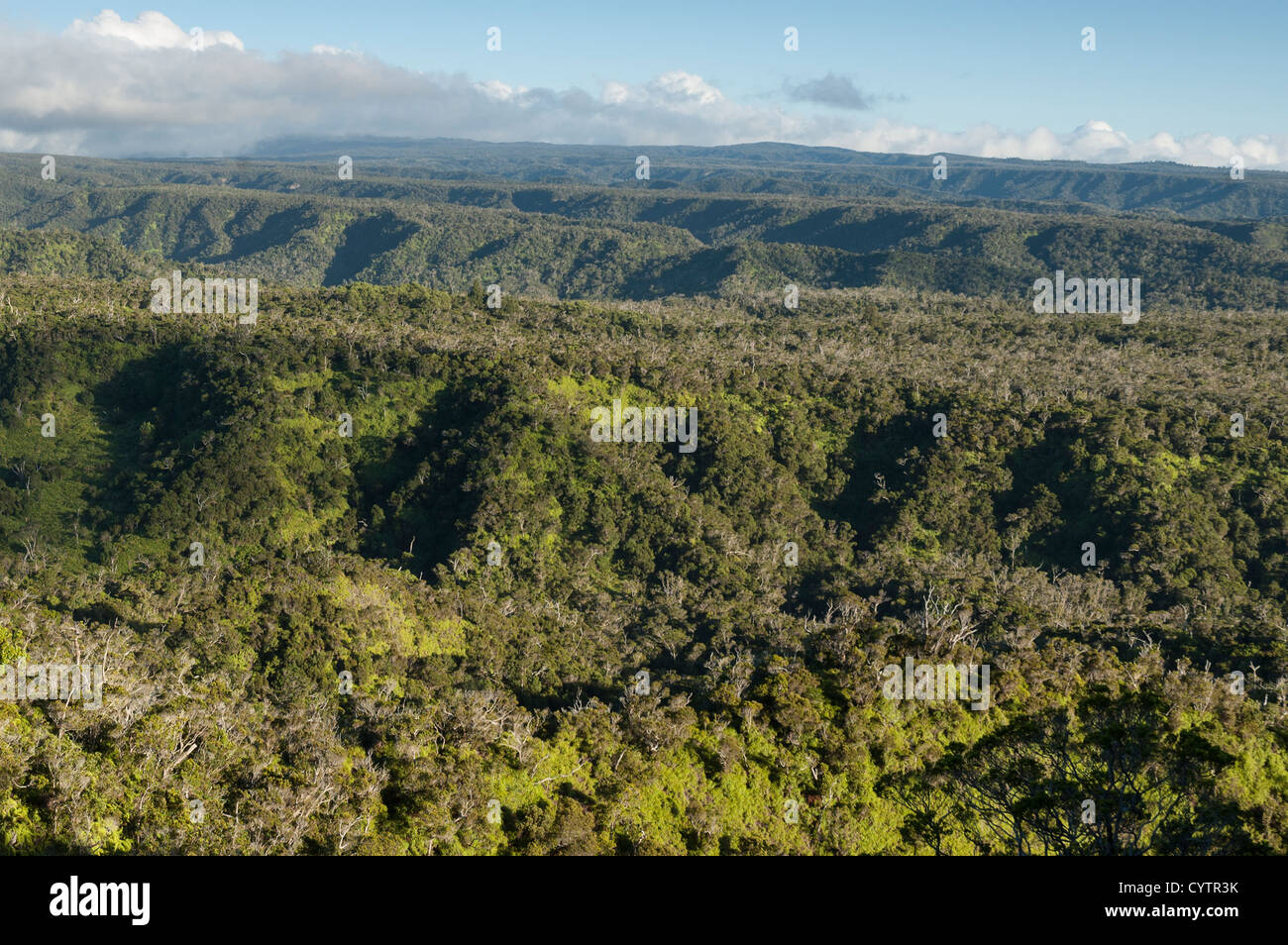 Elk2847465 Hawaii, Kauai, Kokee State Park, Kalalau Overlook, towards Alakai Swamp Stock Photo