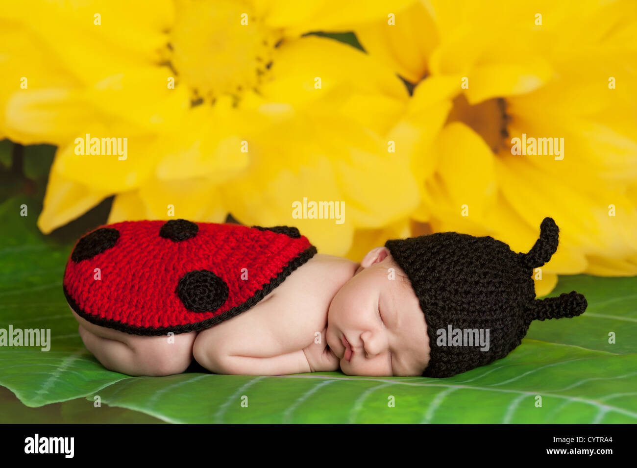 8 day old newborn girl wearing a black and red crocheted ladybug costume sleeping on a yellow flower background. Stock Photo