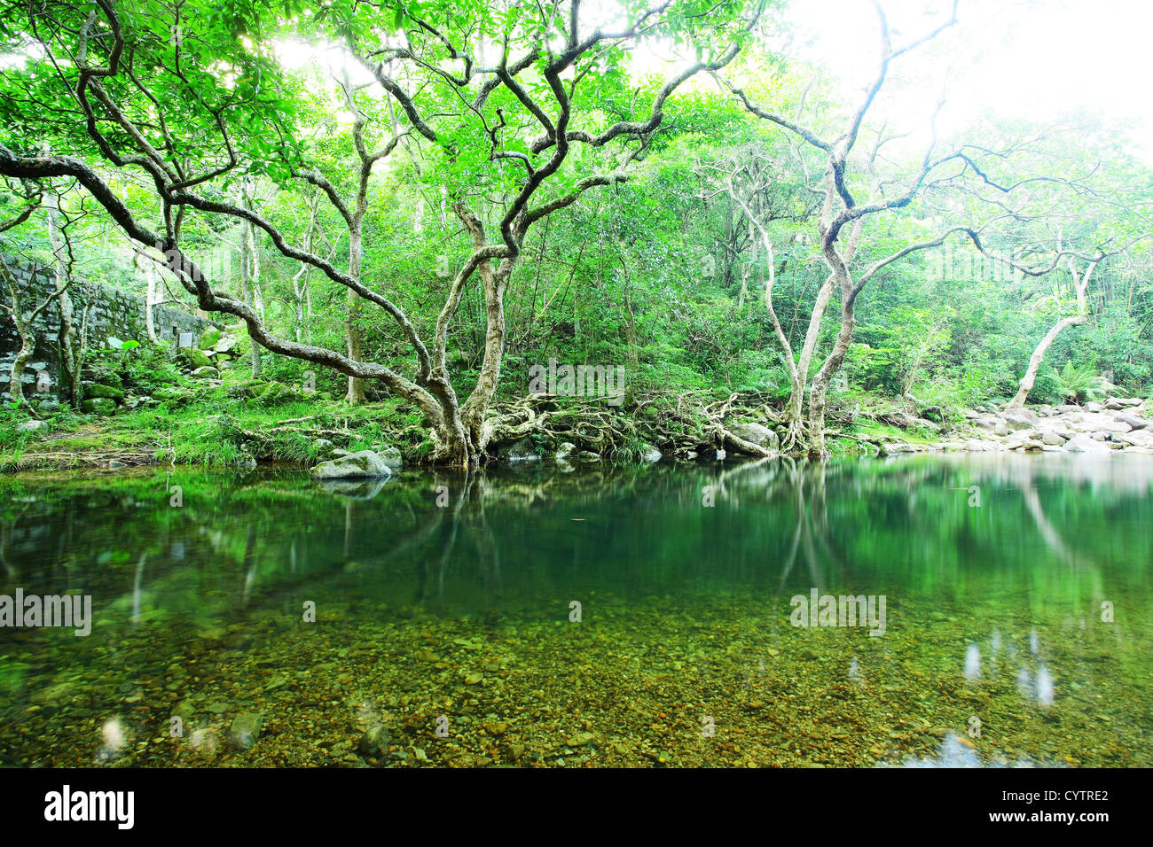 jungle with sunlight Stock Photo
