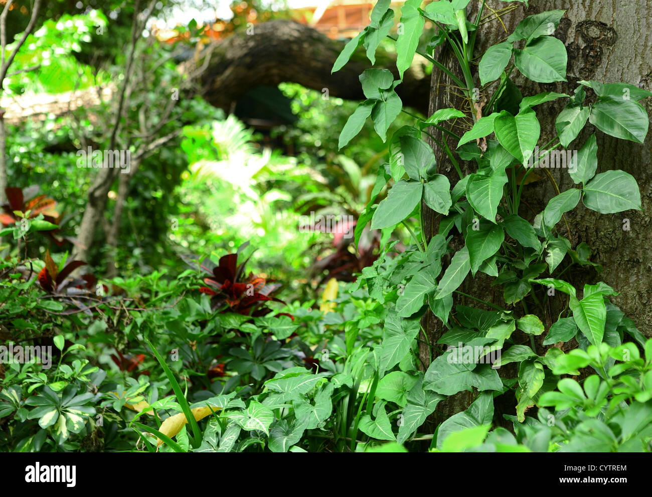 Plants border concept tropical hi-res stock photography and images - Alamy
