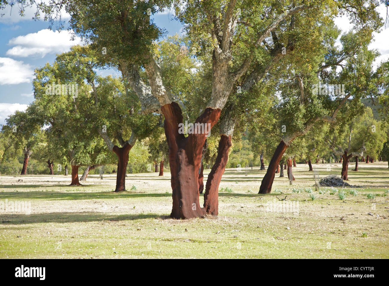 cork trees at caceres in extremadura spain Stock Photo Alamy