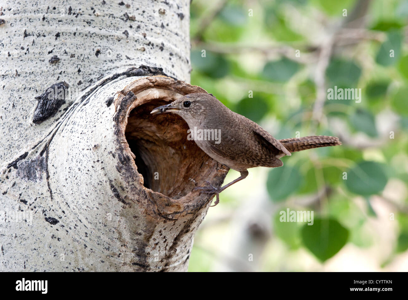 House Wren perching at Nest Cavity Stock Photo