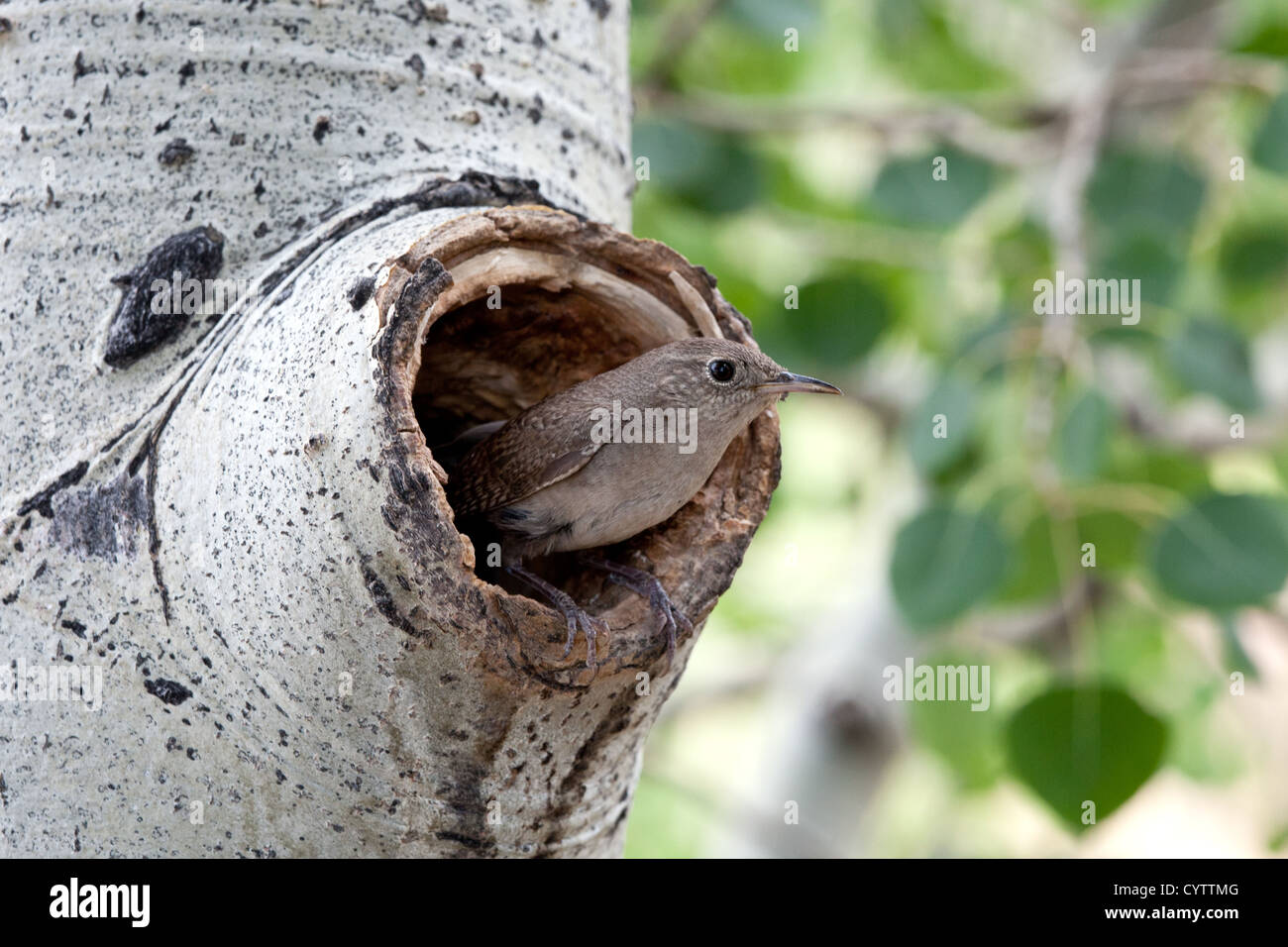 House Wren perching at Nest Cavity Stock Photo
