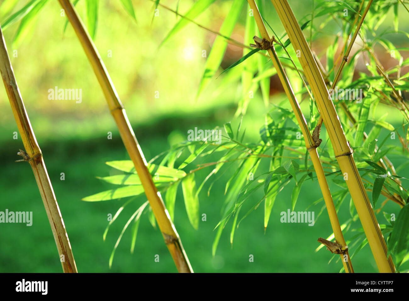 Bamboo natural hi-res stock photography and images - Alamy