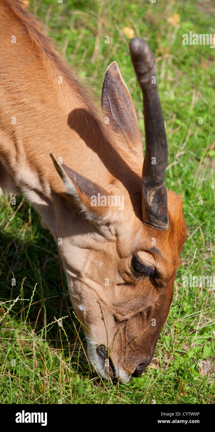 Portrait of a one-horned common Eland eating grass Stock Photo