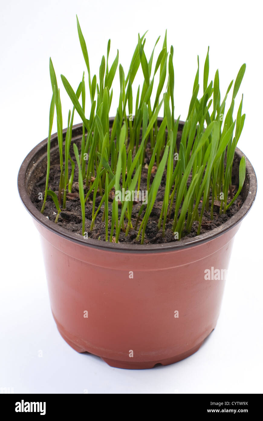 a green grass grows in a pot Stock Photo