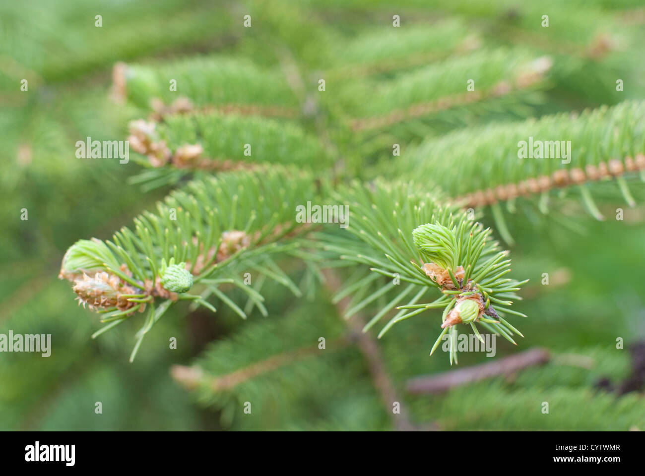 Light blue fir tree hi-res stock photography and images - Alamy