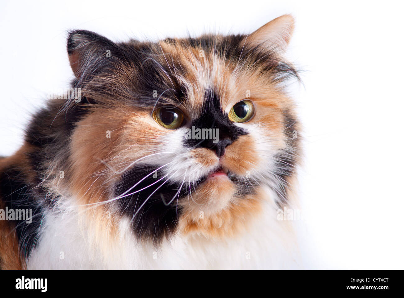 Cat on white background Stock Photo - Alamy