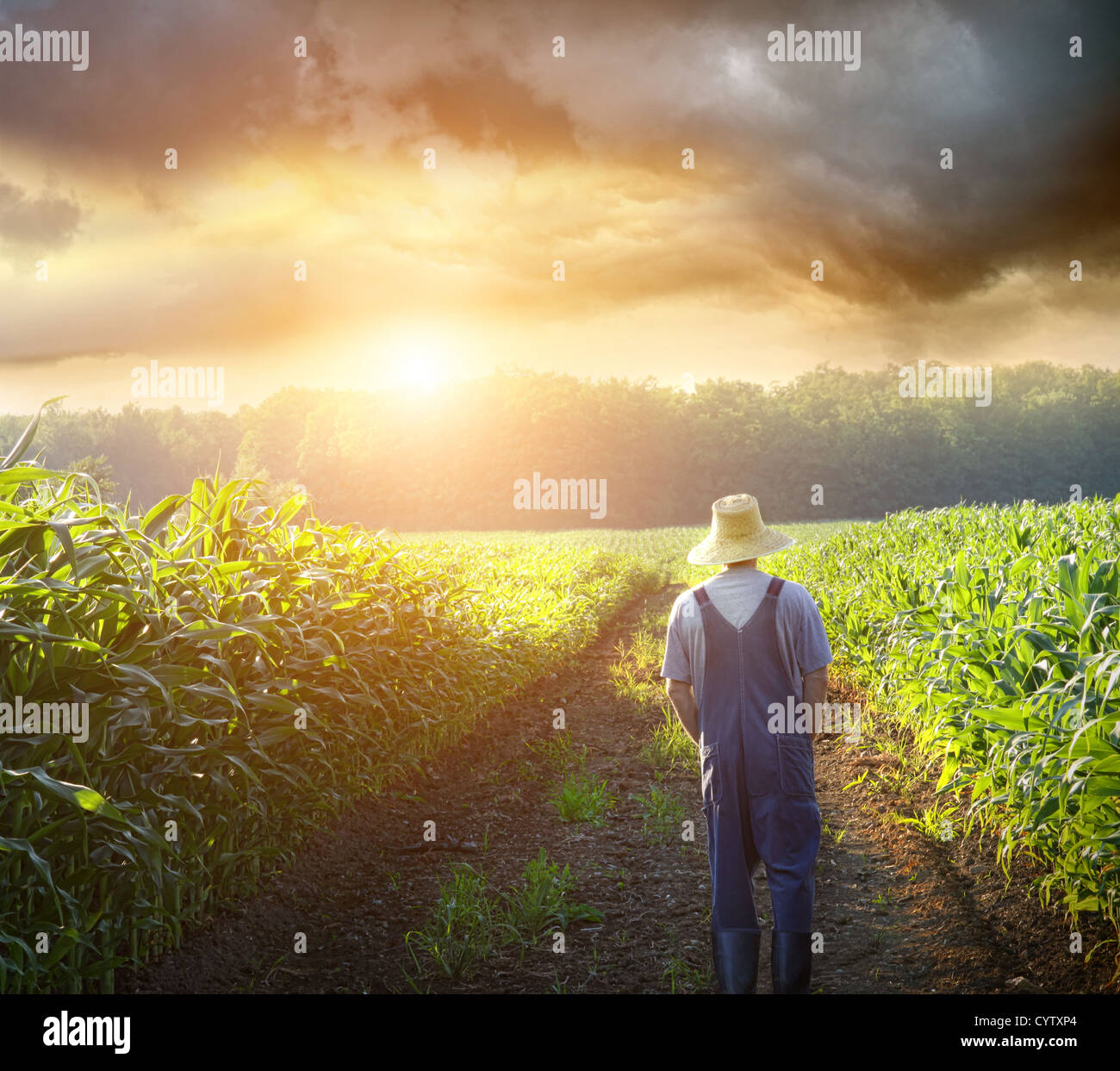 Farmer grain fields hi-res stock photography and images - Alamy